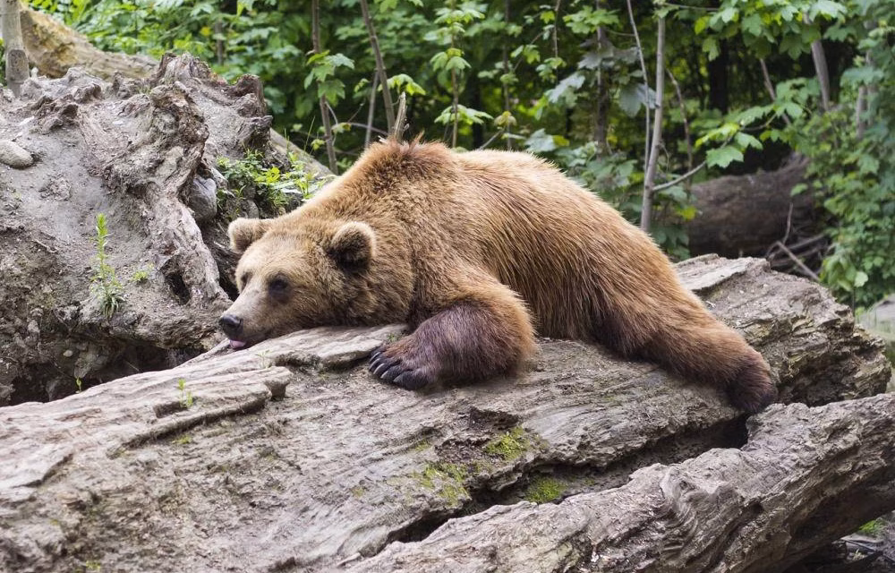 Beruang: Sang Penyendiri Yang Tidak Takut Kesepian