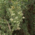 Pohon Gharqad: Mengungkap Misteri Julukan Pohon Yahudi