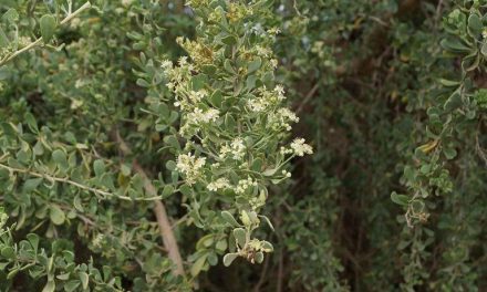 Pohon Gharqad: Mengungkap Misteri Julukan Pohon Yahudi