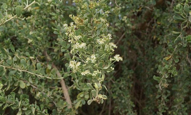 Pohon Gharqad: Mengungkap Misteri Julukan Pohon Yahudi