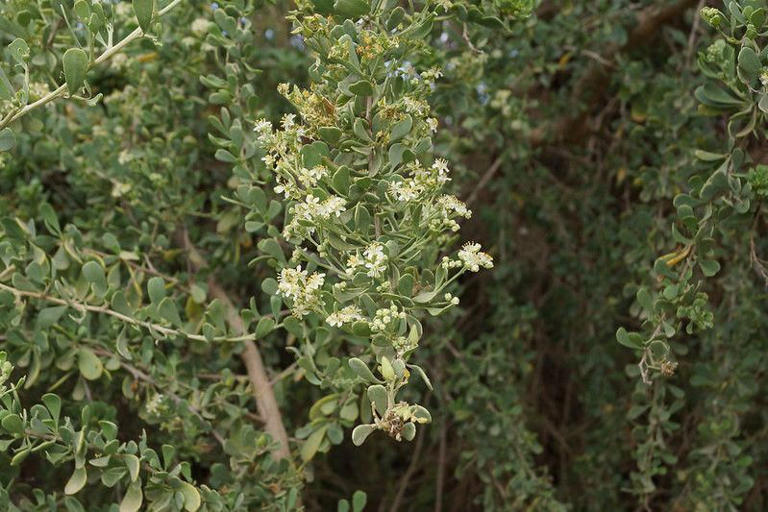 Pohon Gharqad: Mengungkap Misteri Julukan Pohon Yahudi
