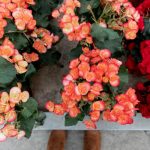 Hias Teras Rumah Sederhana Dengan Bunga: Simpel & Memukau!