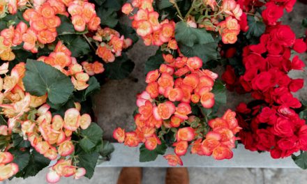 Hias Teras Rumah Sederhana Dengan Bunga: Simpel & Memukau!