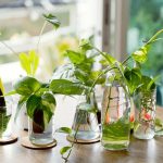 Berkebun Tanpa Tanah: Buah & Sayur Yang Bisa Di Tanam Di Air