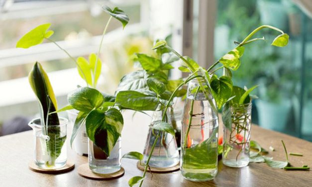 Berkebun Tanpa Tanah: Buah & Sayur Yang Bisa Di Tanam Di Air