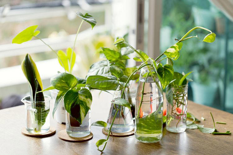 Berkebun Tanpa Tanah: Buah & Sayur Yang Bisa Di Tanam Di Air