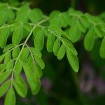 Miracle Tree Terungkap! Daun Kelor Jadi Superfood Andalan Dunia