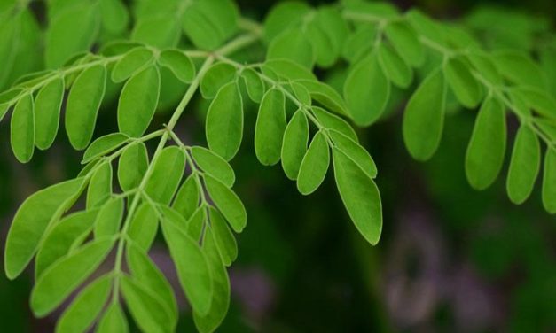 Miracle Tree Terungkap! Daun Kelor Jadi Superfood Andalan Dunia
