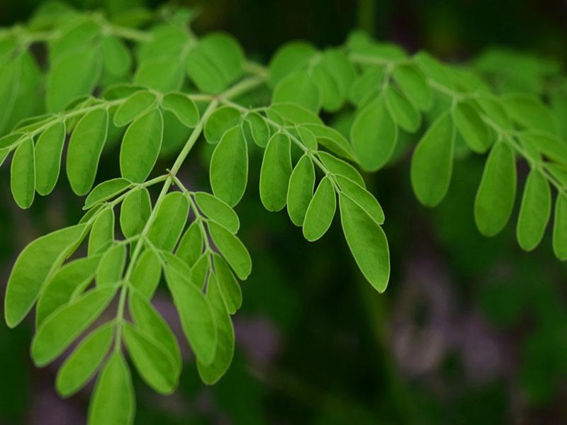 Miracle Tree Terungkap! Daun Kelor Jadi Superfood Andalan Dunia